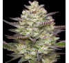 Королева мрій (Auto.Fem.) 1 шт. / Dream Queen 2026 
